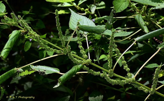 {Boehmeria cylindrica}